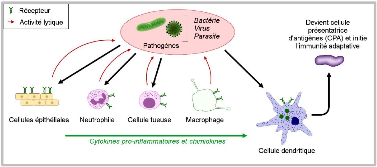 image 1 article immunit